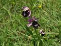 ophrys  bertolonii